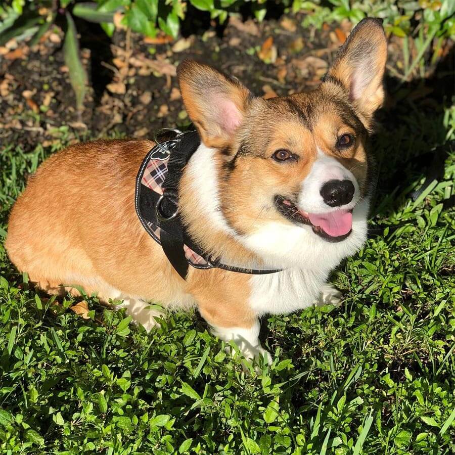 Cute Plaid Dog Harnesses For The Stylish Pup