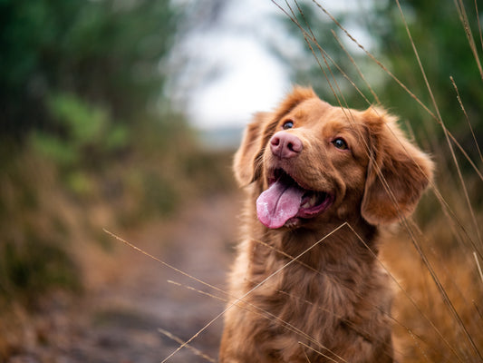 Joyride Harness Reviews  From Our Customers