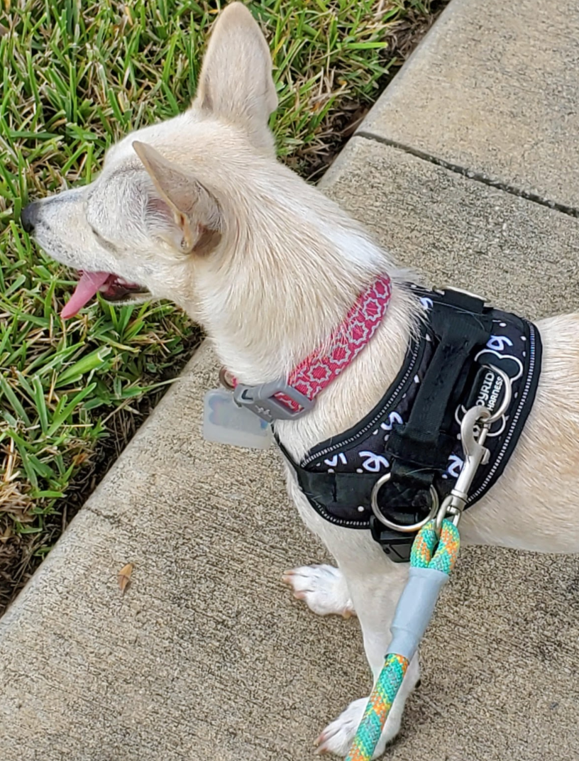 Harness Files | Interview with Cara & Lily