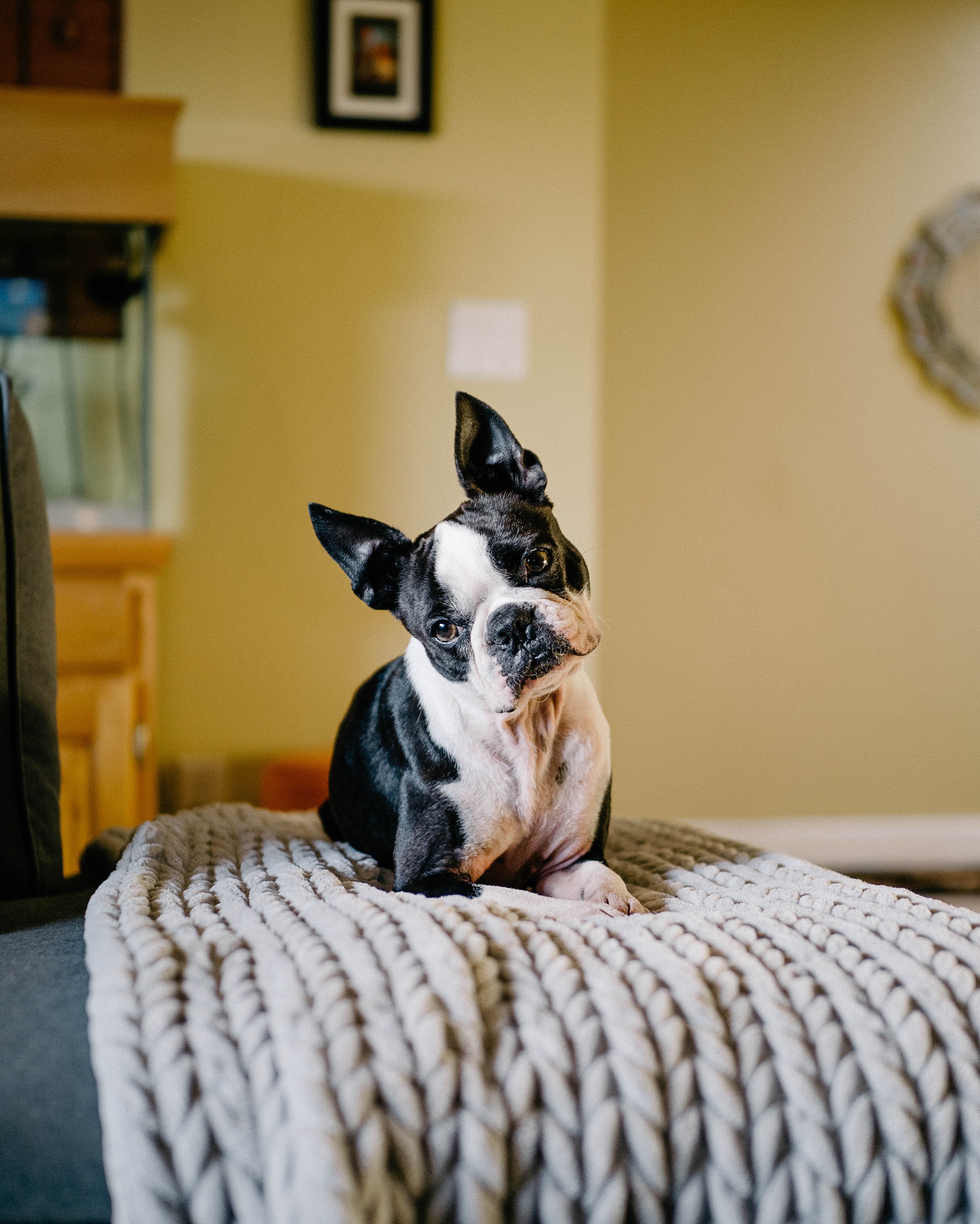 Boston terrier harness hotsell