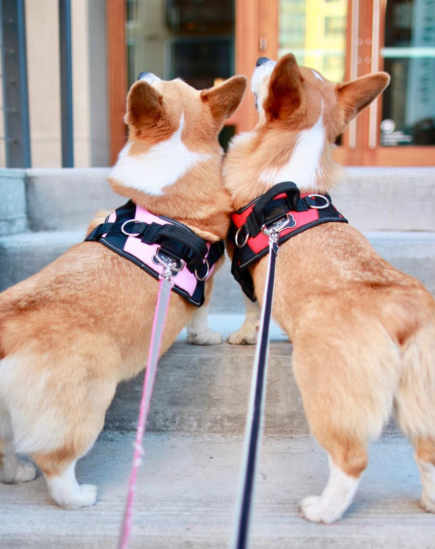 Harness size for sales corgi