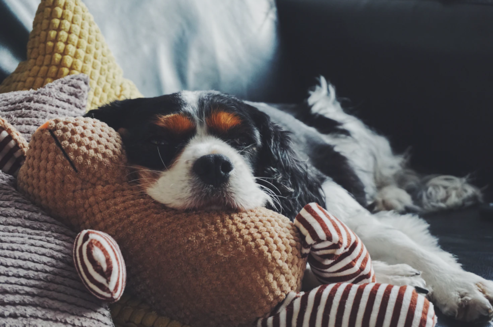 Helpful Ways to Save Money as a Dog Owner