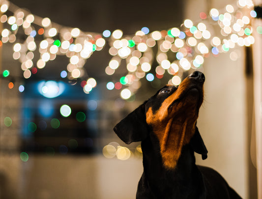 REVIEW: Best Harness for Dachshunds