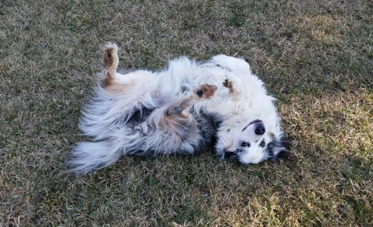 Harness Files | Interview with Linda & Remy the Australian Shep