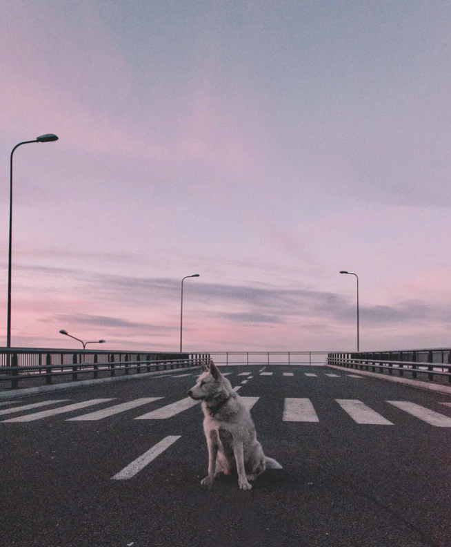 5 Tips For Road Trips With Your Dog