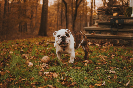 Best Dog Harness For Dogs With Different Body Types & Shapes