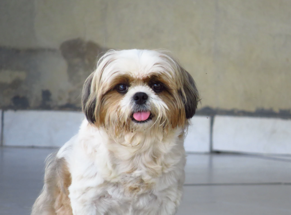 Best harness for shih tzu deals