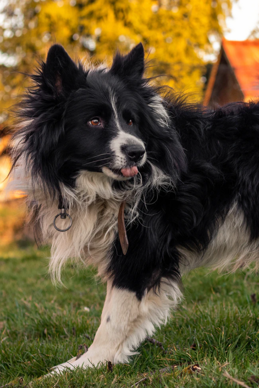 What You Should Know About Dogs' "Teenage Phase" at Puberty