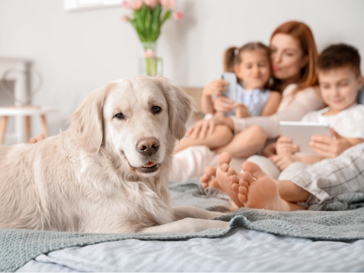 A light golden retriever laying in bed with a woman and two children