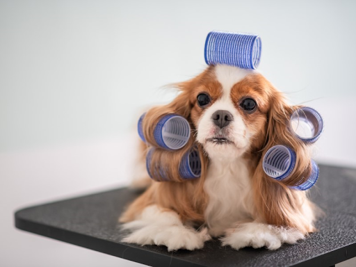 A Blenheim Cavalier King Charles Spaniel laying on a grooming table with blue felt curlers in its fur