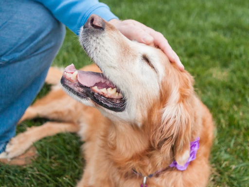 A person bending down to pet their senior Golden Retriever
