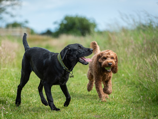 A happy young black lab running outside with a doodle friend.