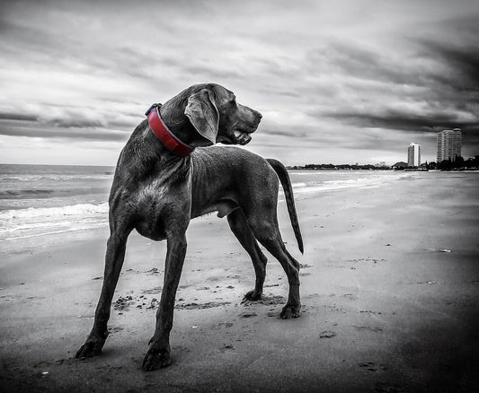 Common Things Your Dog Shouldnāt Eat (and What To Do About It)