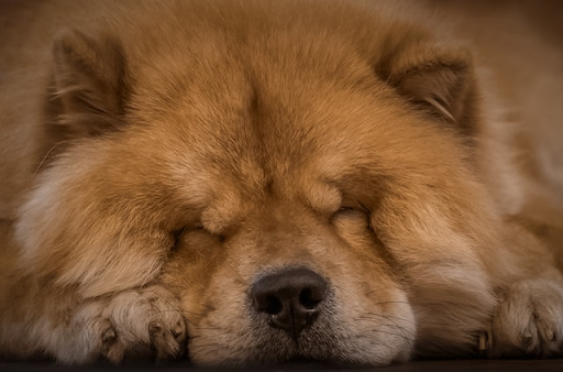 Closeup of a fluffy Chow Chow dog sleeping on the floor