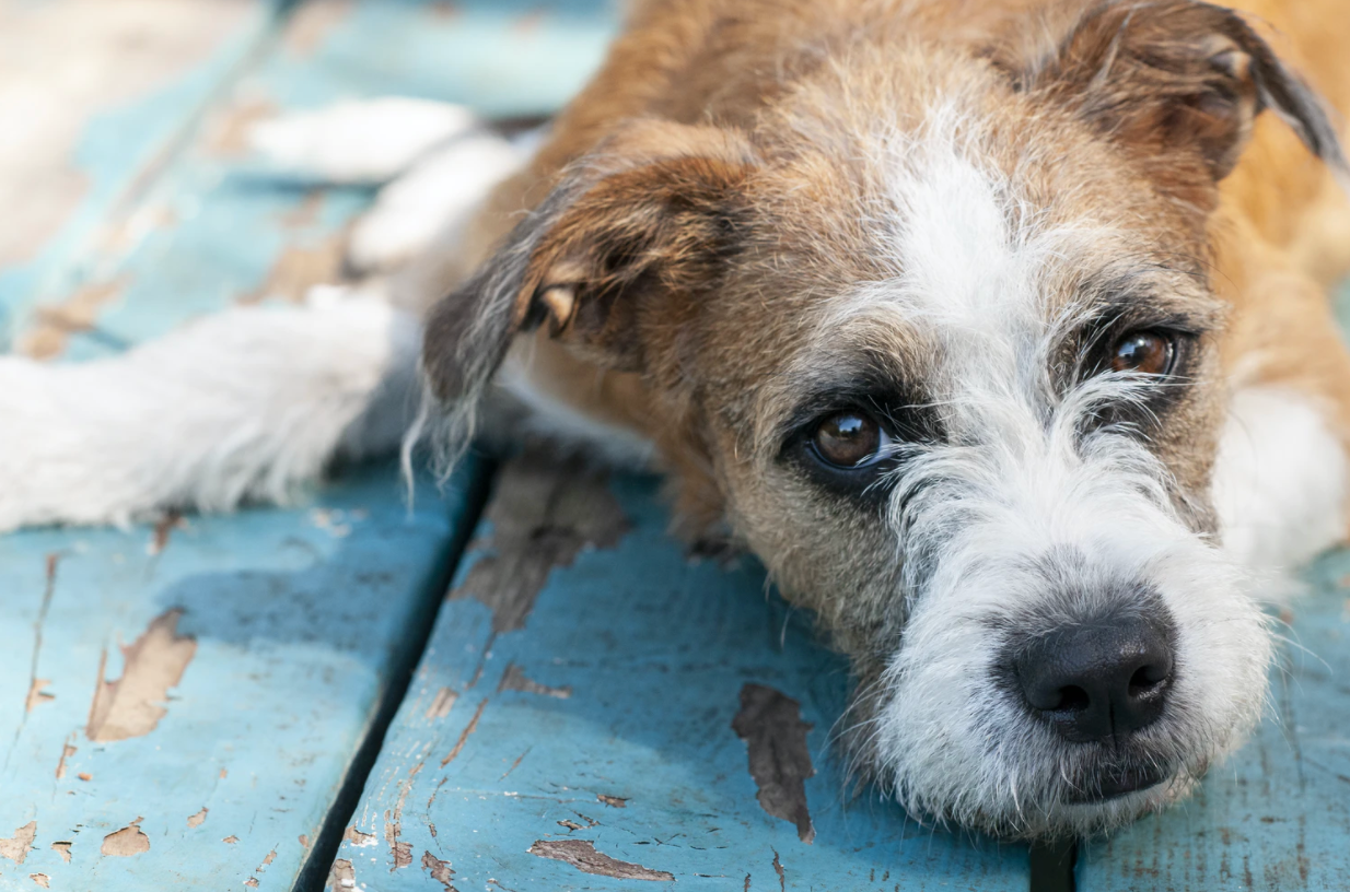Dog losing 2024 hair on hips