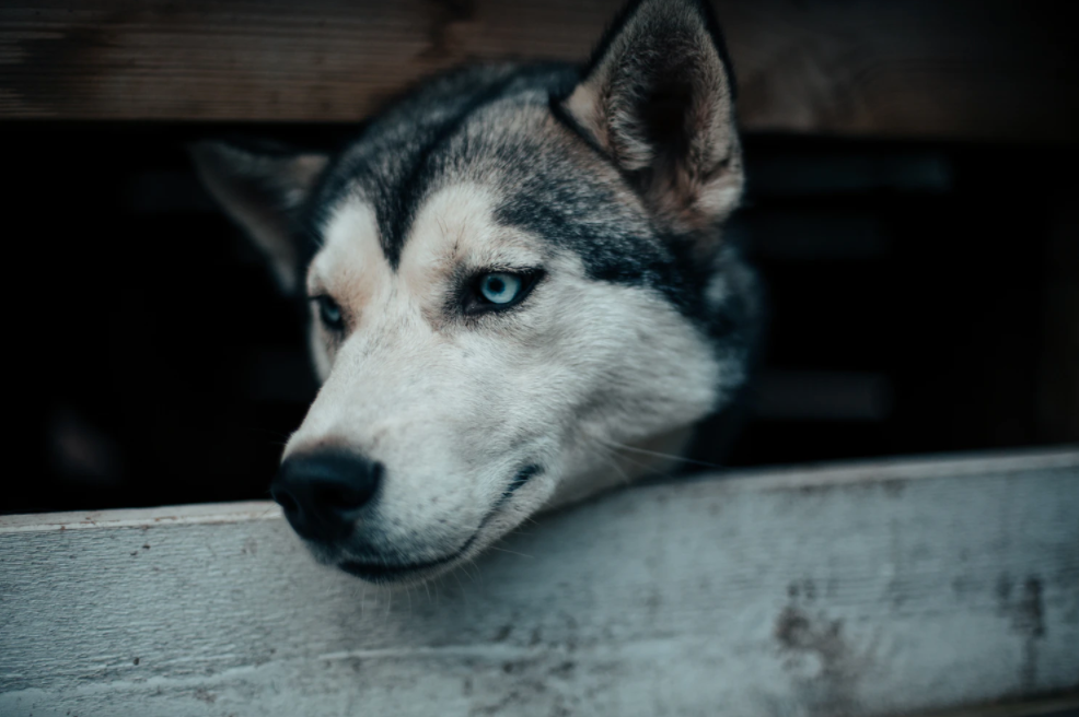How Yelling at Your Dog Can Have Negative Effects