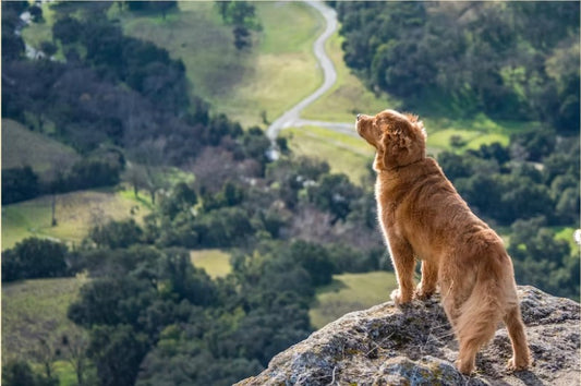 What to Bring on Dog Hikes: A Complete Guide