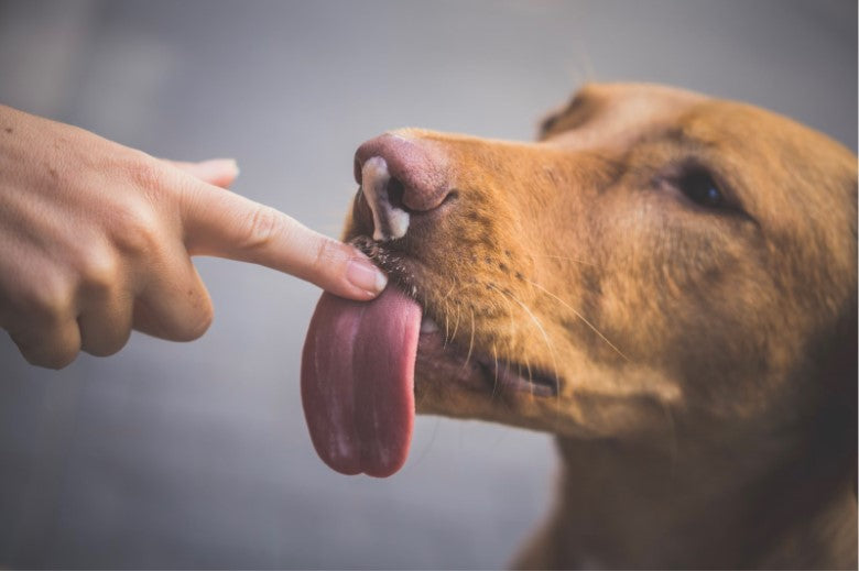My Dog Licks Me All The Time! Is That OK?