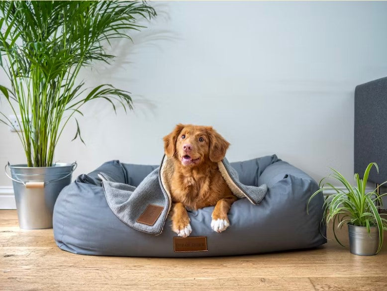 Creating the Ultimate Dog Playroom: Tips and Ideas for Indoor Fun