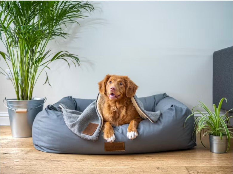 10 Common Mistakes Dog Parents Should Avoid