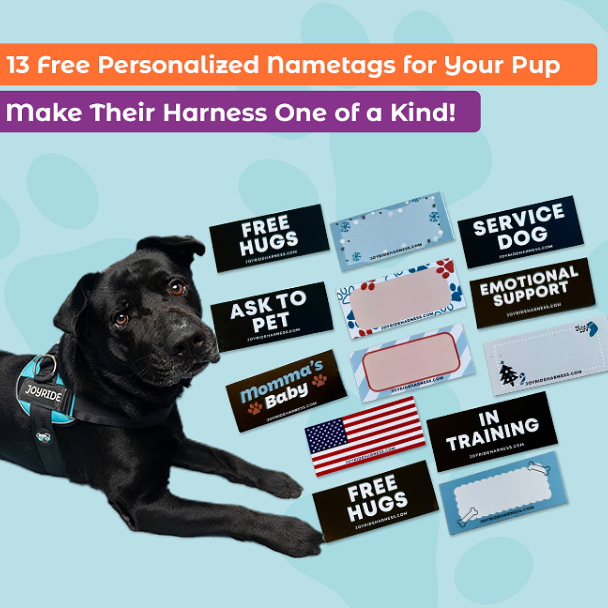 Black dog wearing a Joyride harness beside personalized dog name tags