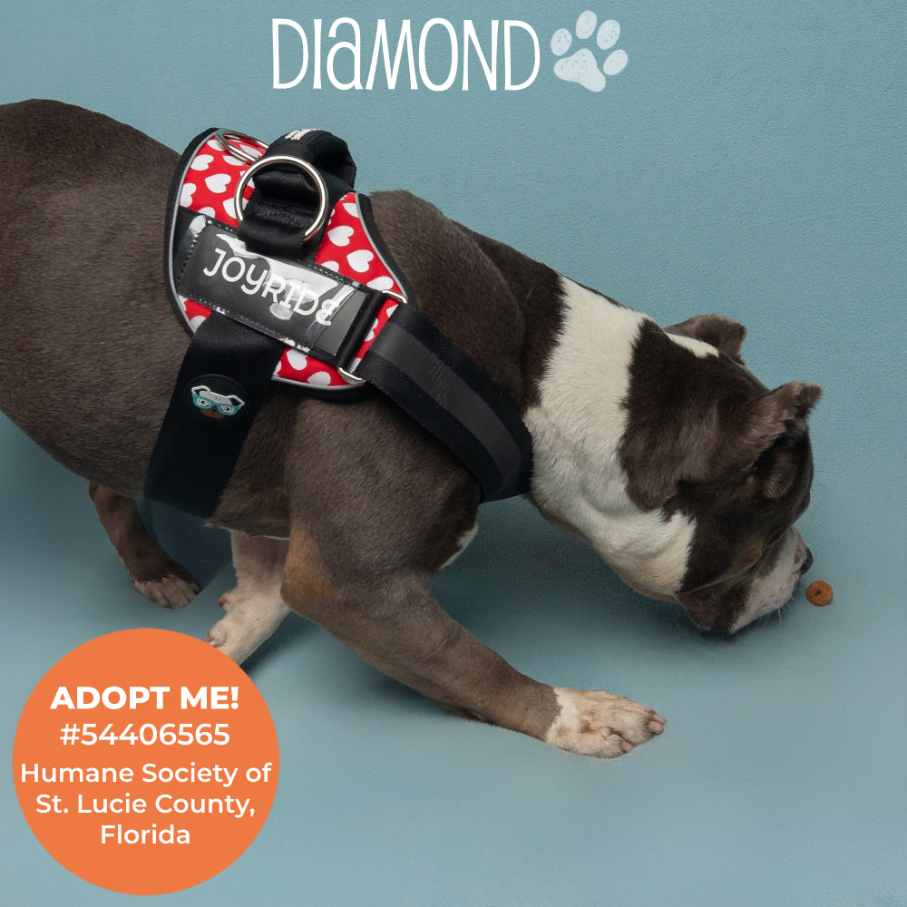 Red Hearts Joyride Premium Advanced Dog Harness 2.0