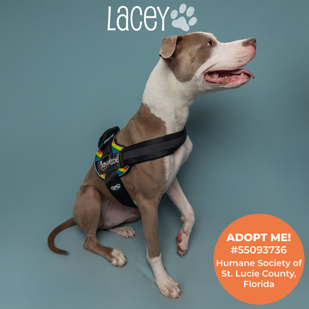 Rainbow Joyride B Grade Premium Advanced Dog Harness 2.0