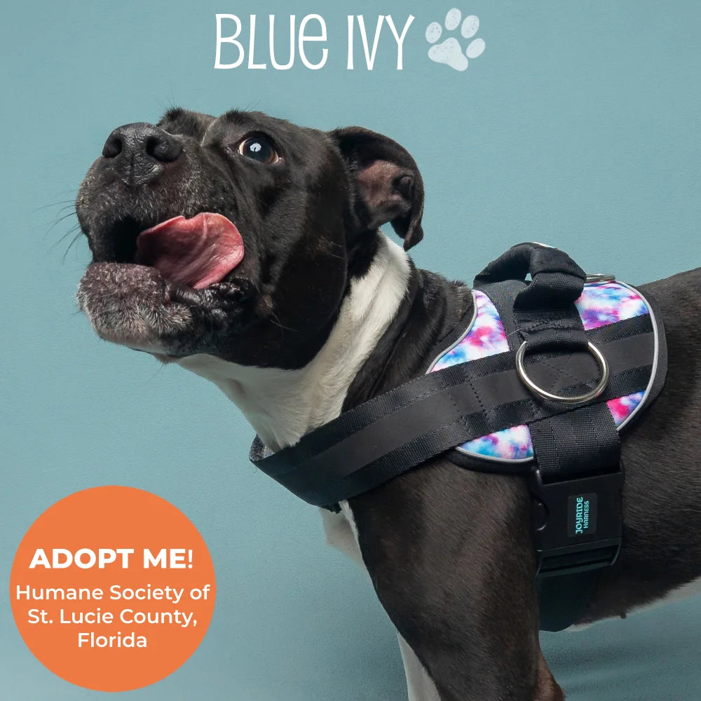 Tie Dye Joyride Premium Advanced Dog Harness 2.0