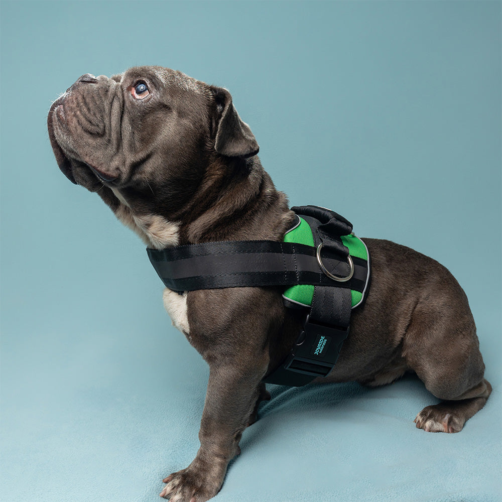 Joyride Premium Advanced Dog Harness 2.0 (Solid Colors)
