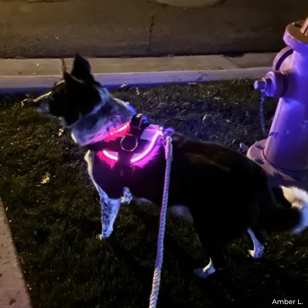 Dog harness with USB chargeable LED lights