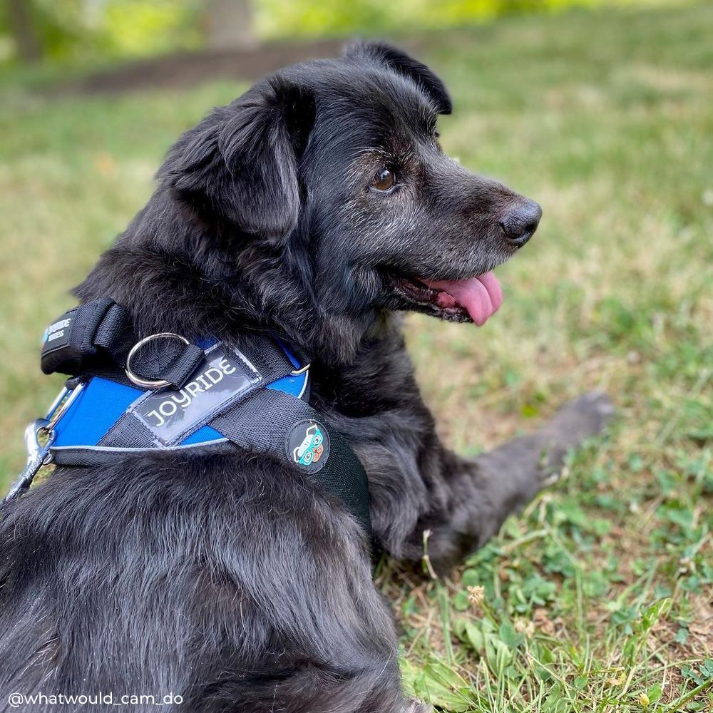 No Pull Joyride Dog Harness 2.0 | 15% Off