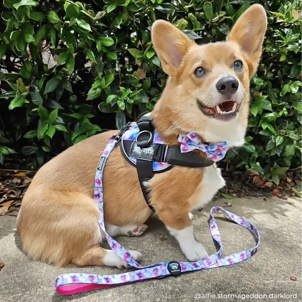Tie Dye Joyride Premium Advanced Dog Harness 2.0