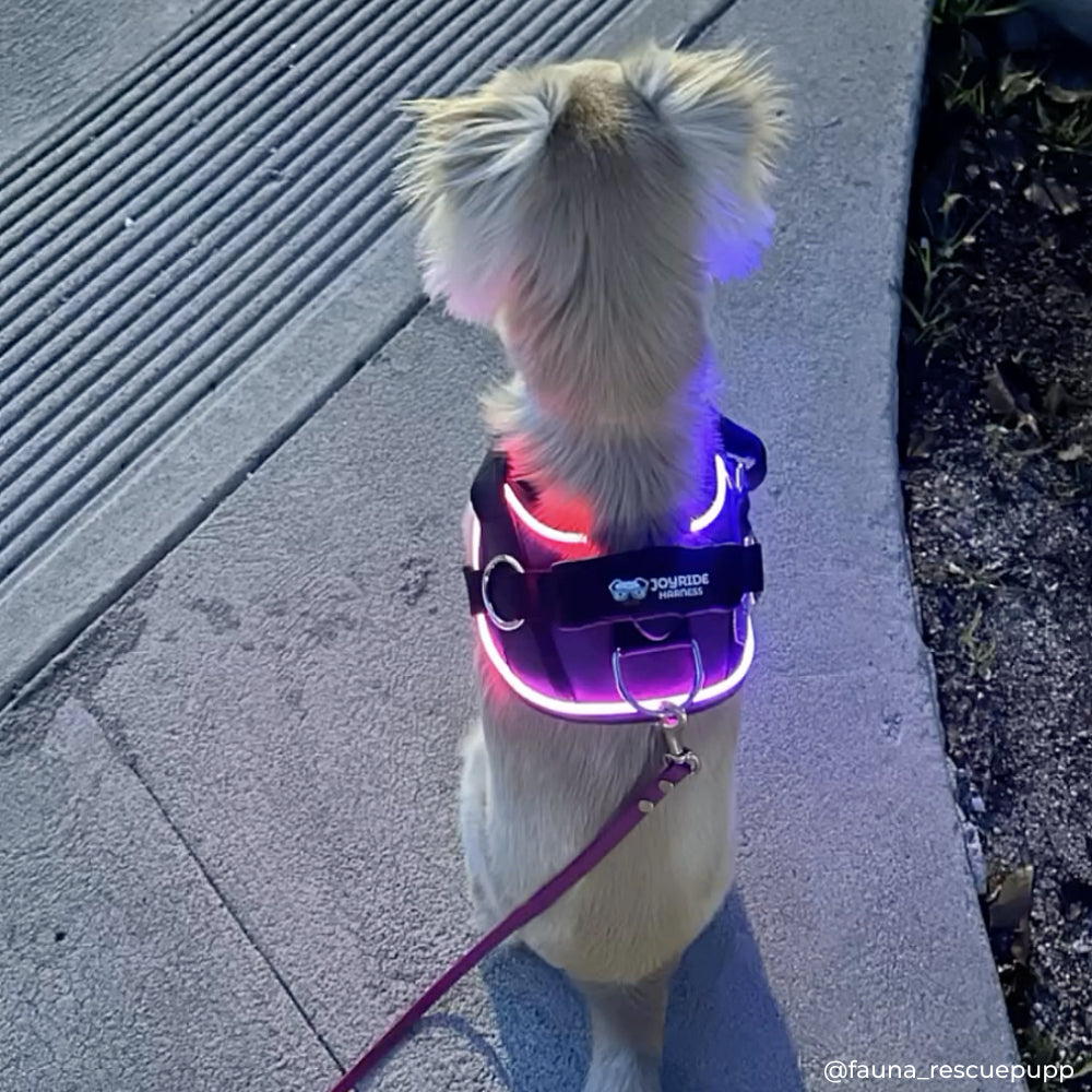 dog harness with LED lights for night walks