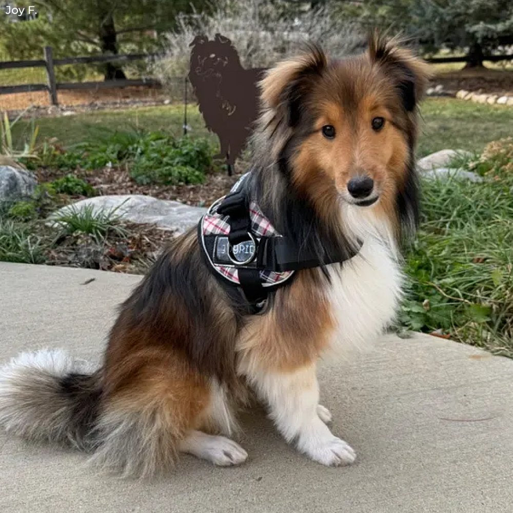 Fall Plaid Joyride Premium Advanced Dog Harness 2.0