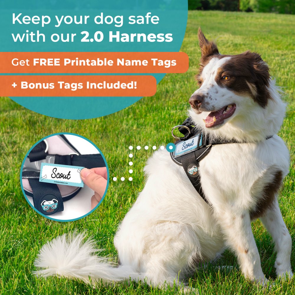 Reflective LED dog harness for evening safety