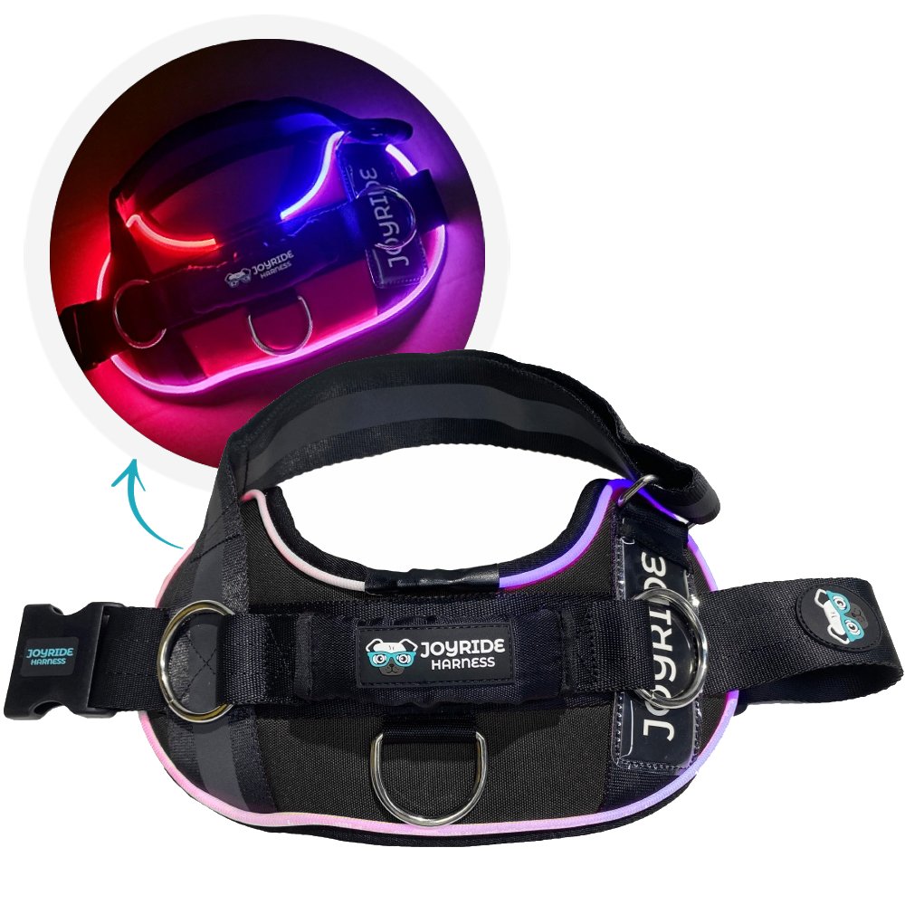 Stylish black LED light-up dog harness