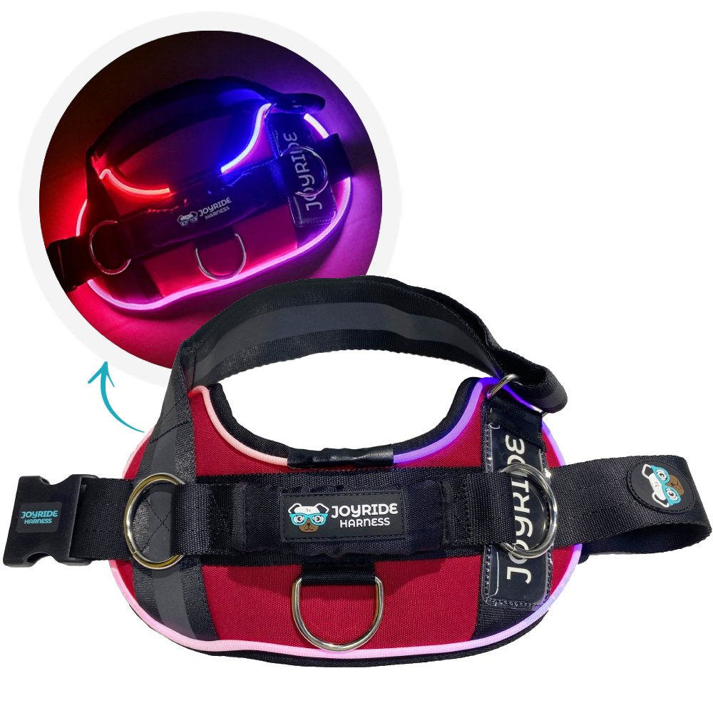 Dog harness with glowing lights