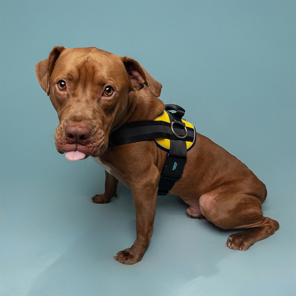 Sunshine Yellow Joyride Premium Advanced Dog Harness 2.0