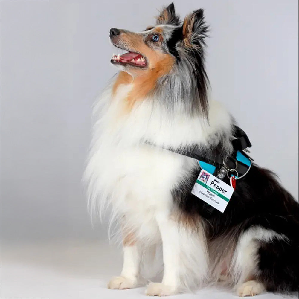 Teal Ocean Joyride Premium Advanced Dog Harness 2.0