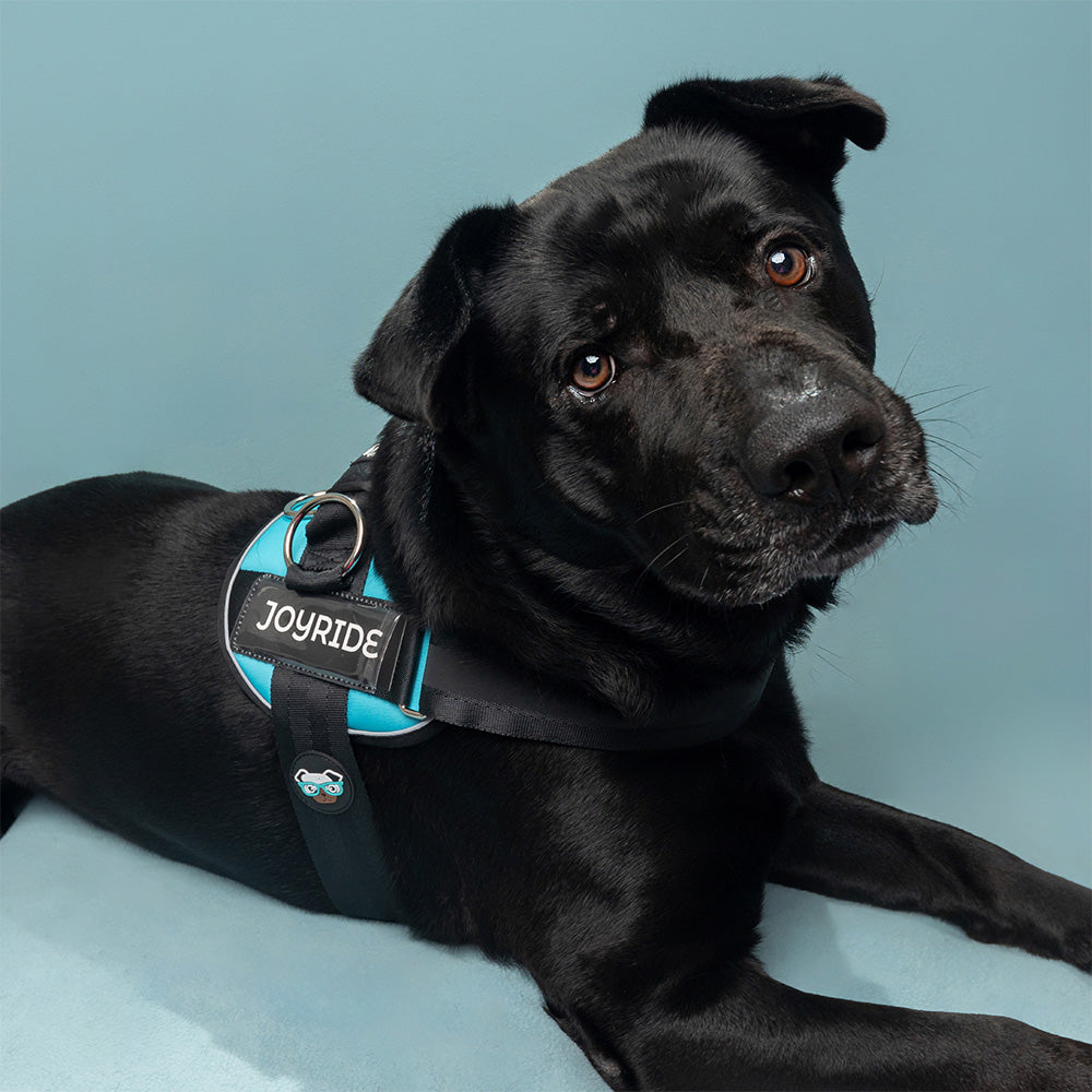 Teal Ocean Joyride Premium Advanced Dog Harness 2.0
