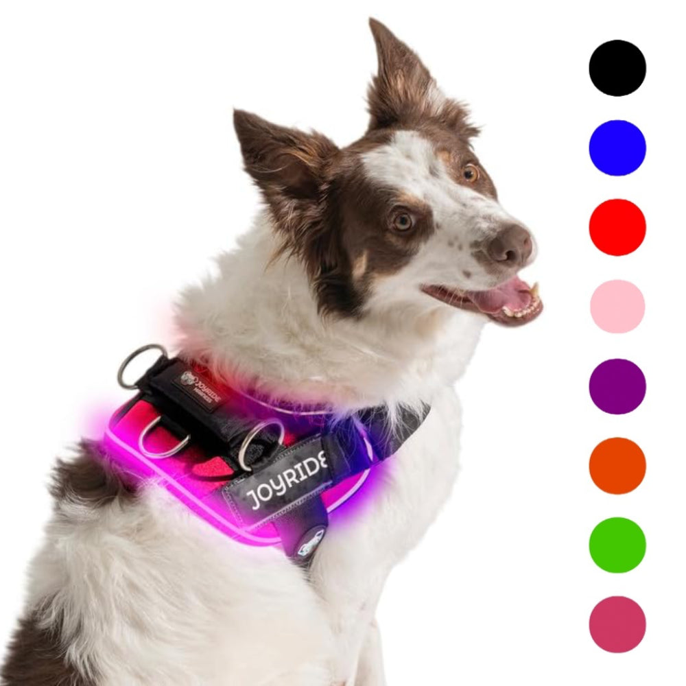 high-visibility LED dog harness