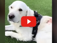 dog harness with handle for lifting