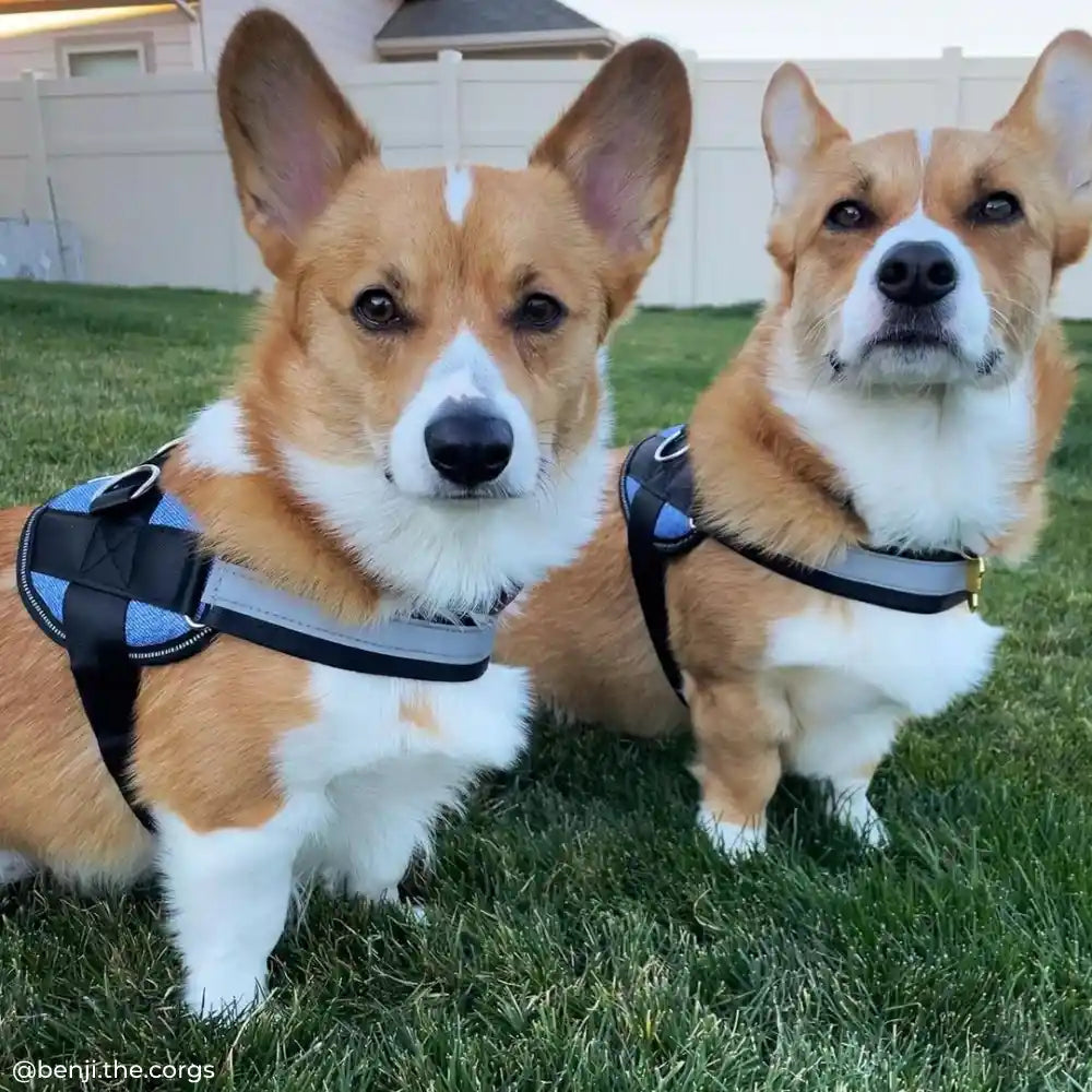 Denim Joyride Basic Essential Dog Harness 1.0