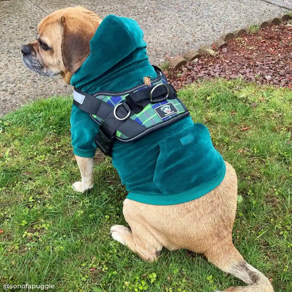 Spring Plaid Joyride Basic Essential Dog Harness 1.0