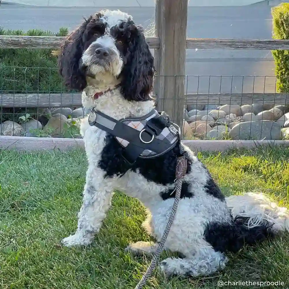 White Plaid Joyride Basic Essential Dog Harness 1.0