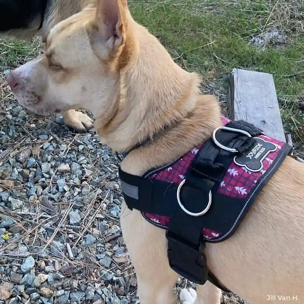 Winter Trees Joyride Basic Essential Dog Harness 1.0