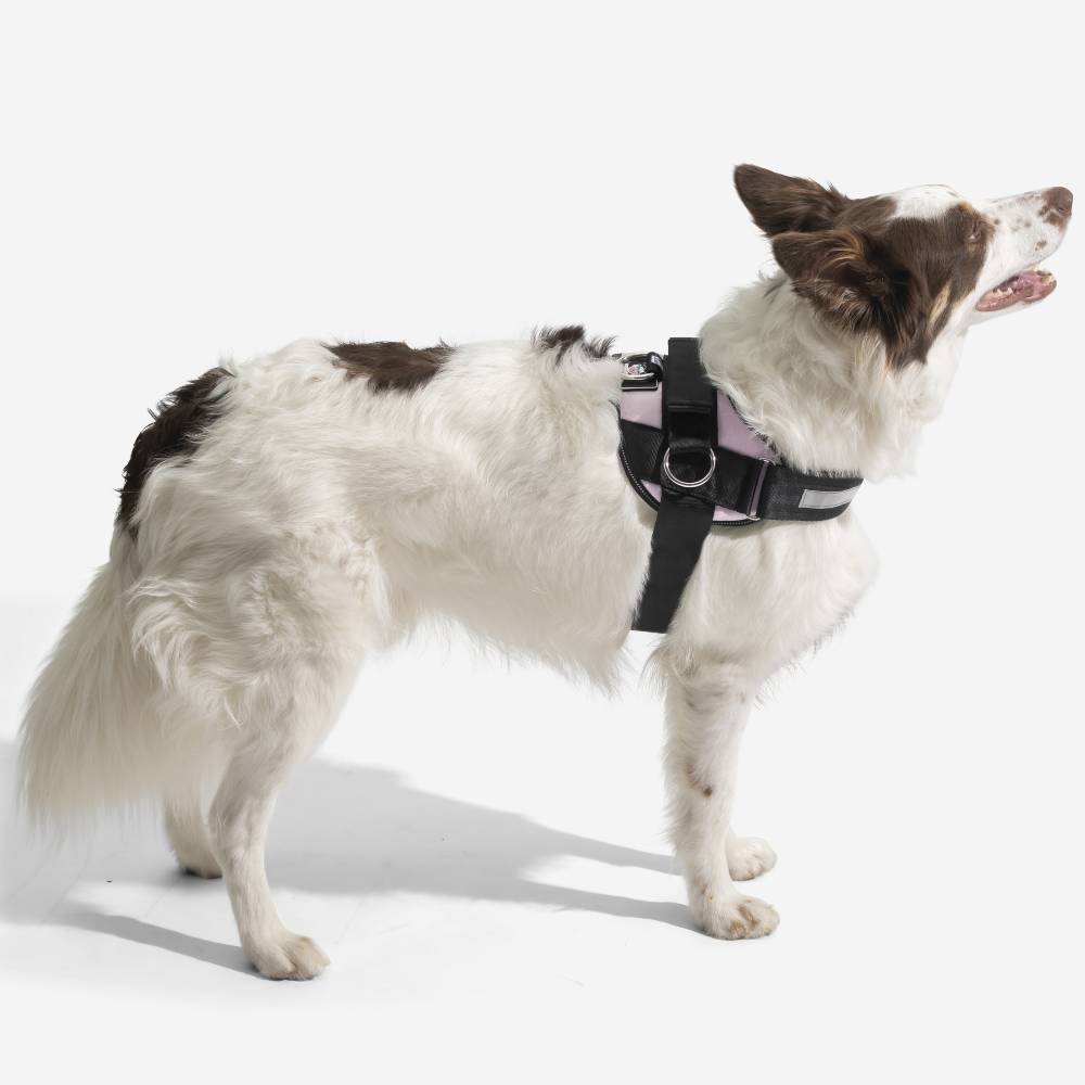 Joyride LUXE Dog Harness 1.0
