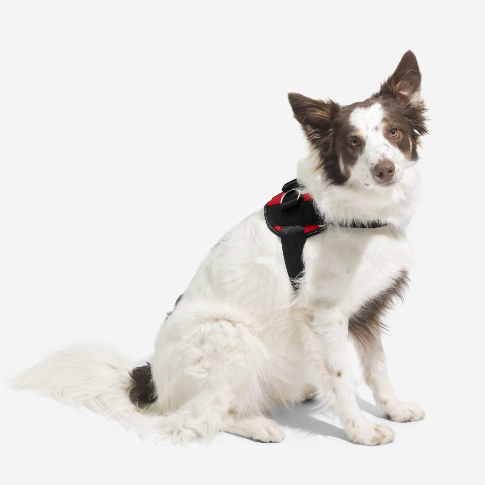 Joyride LUXE Dog Harness 1.0