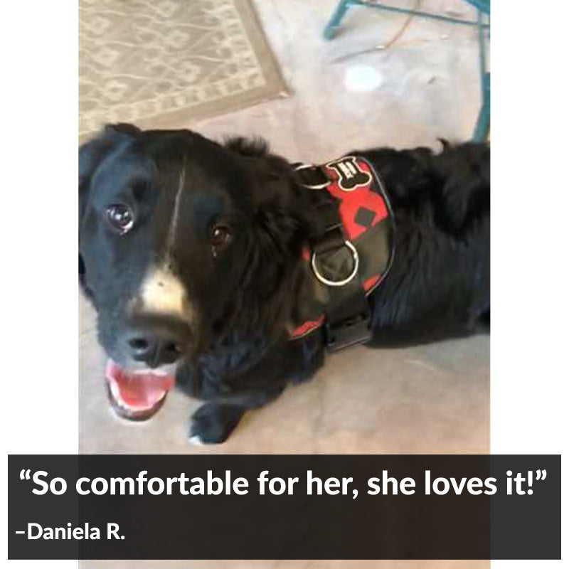 Red Plaid Joyride Basic Essential Dog Harness 1.0