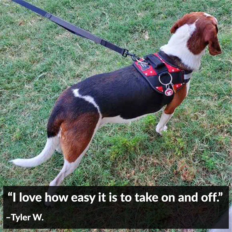 Patriotic Red Dog Harness Clearance